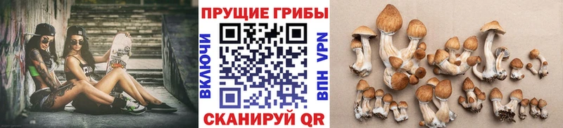 продажа наркотиков Ветлуга Псилоцибиновые грибы Cubensis